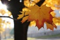 Yellow leaf sunny autumn day Royalty Free Stock Photo